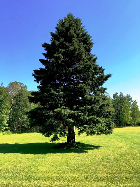 Image for 2019 xmas tree resized