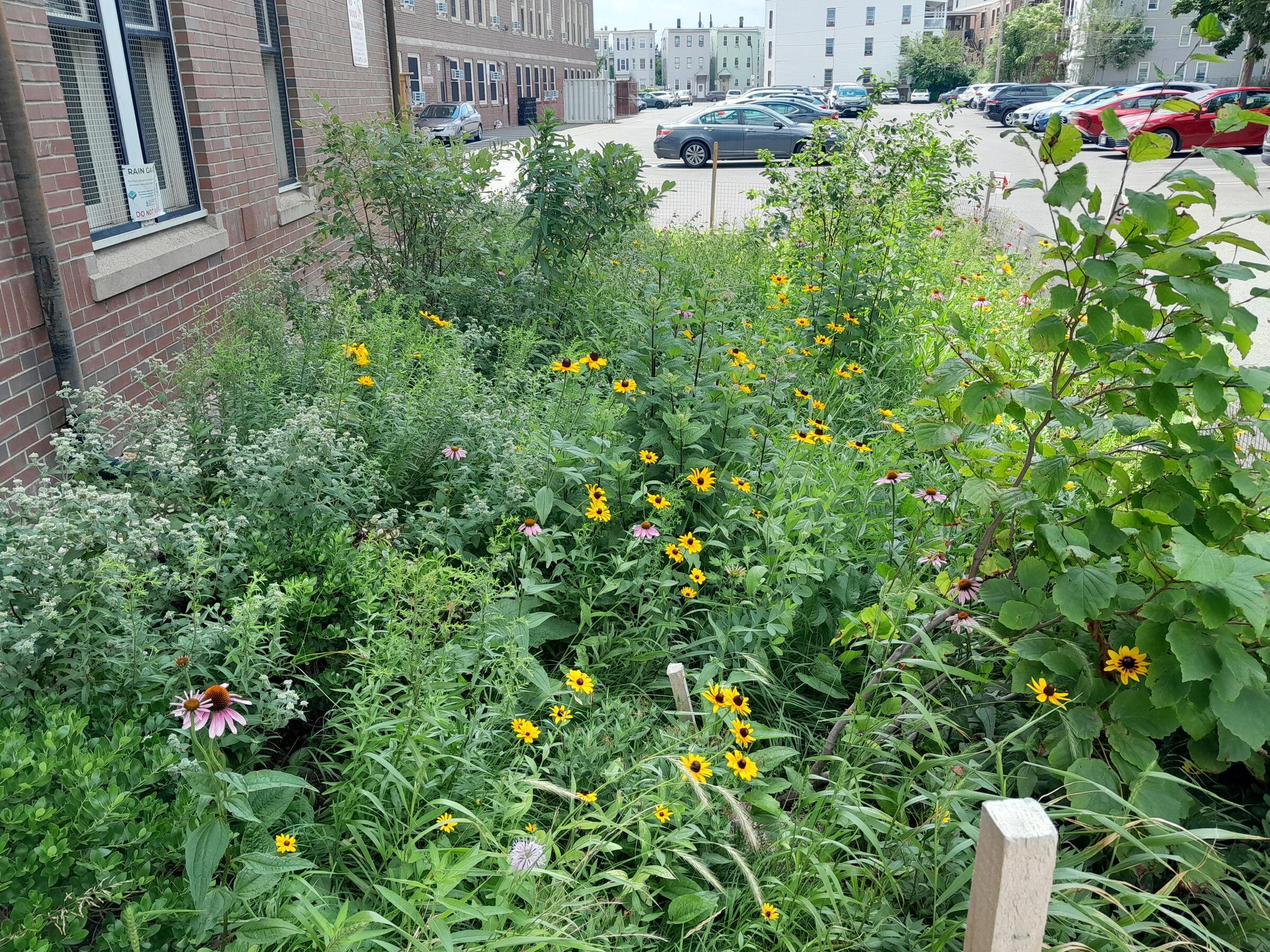 East Boston Rain Garden