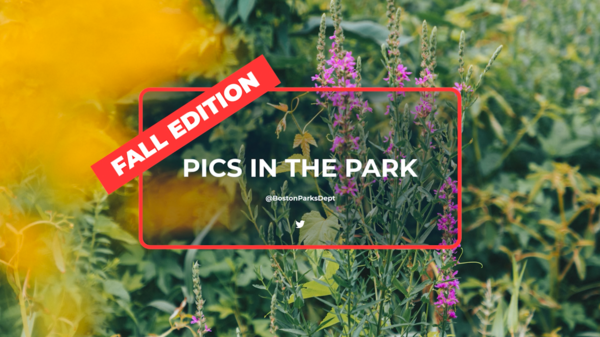 Fall edition Pics in the parks - Leaves in a park