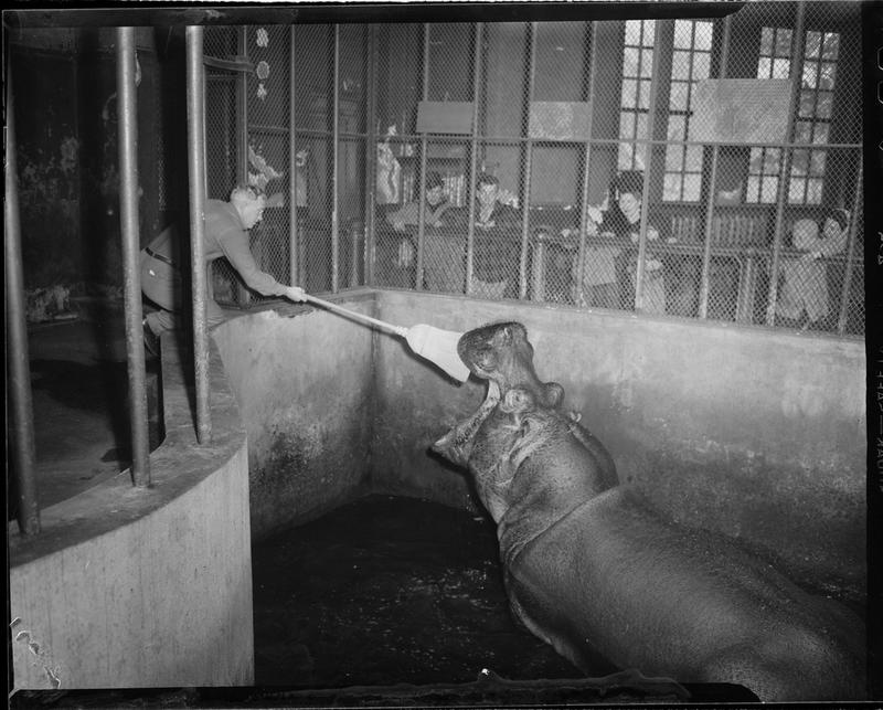 Hippo at the Franklin Park Zoo, 1948, Leslie Jones Collection, Boston Public Library