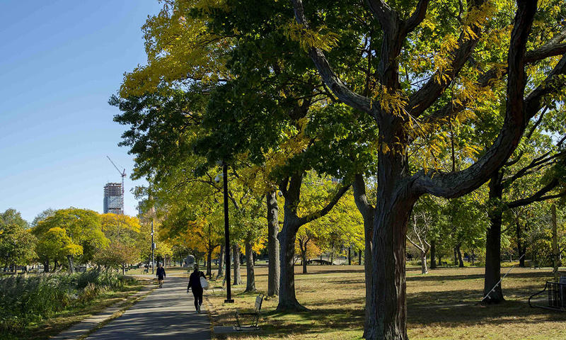 Trees in the City of Boston