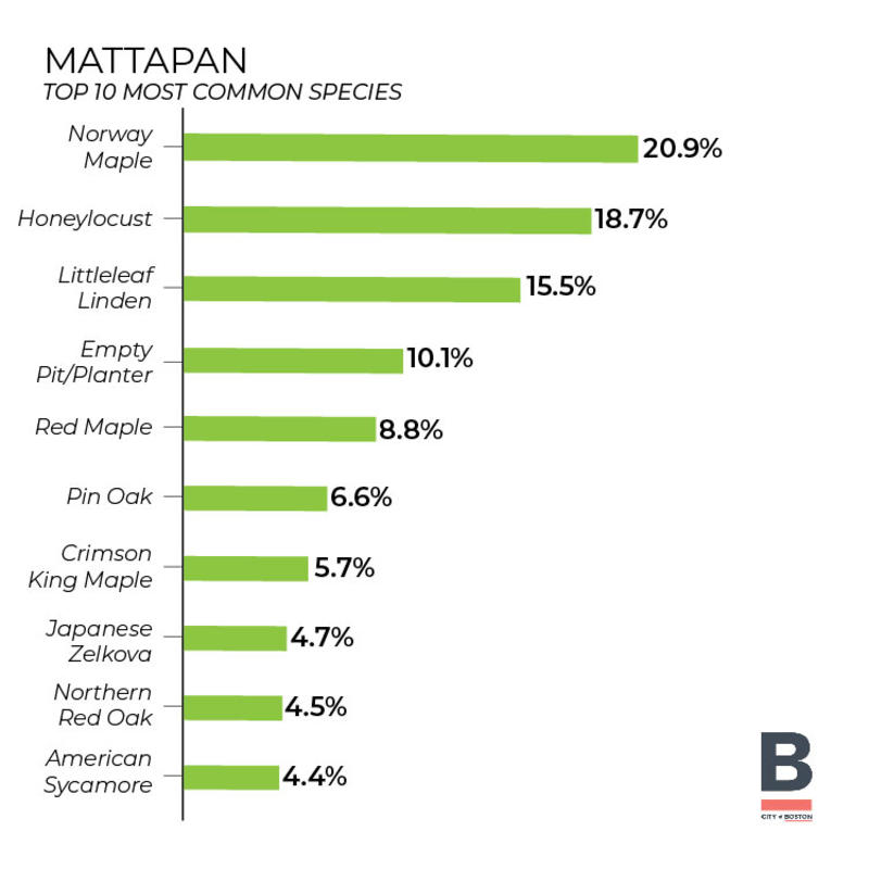 Tree Inventory - Mattapan (bar Graph) 