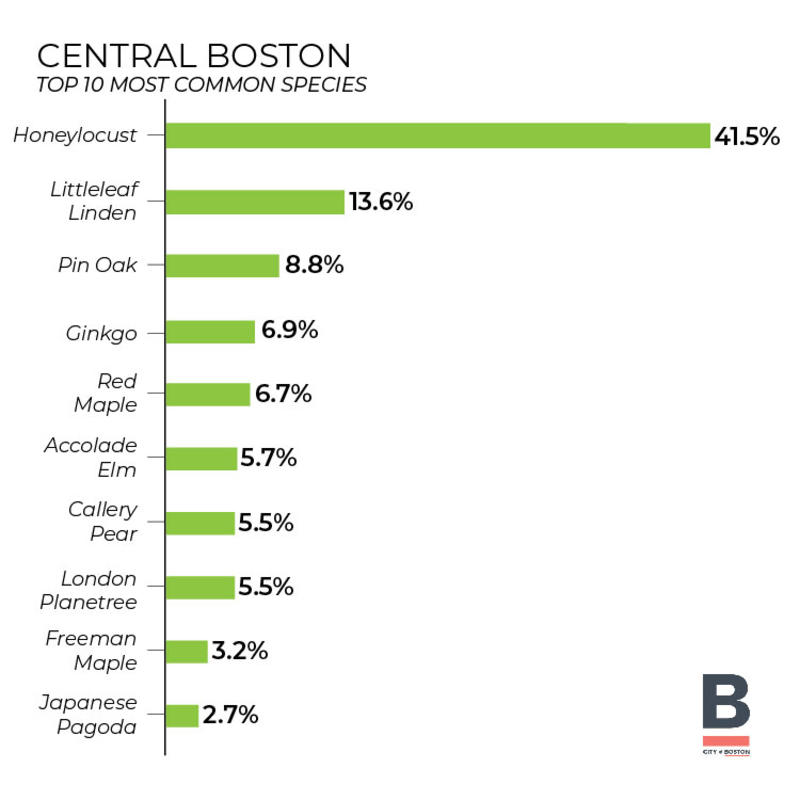 Central Boston tree inventory