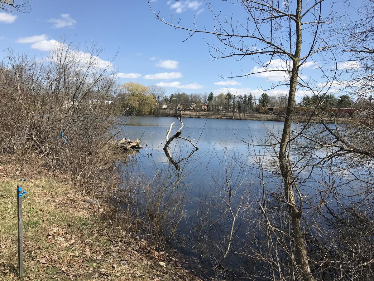Sprague Pond shoreline