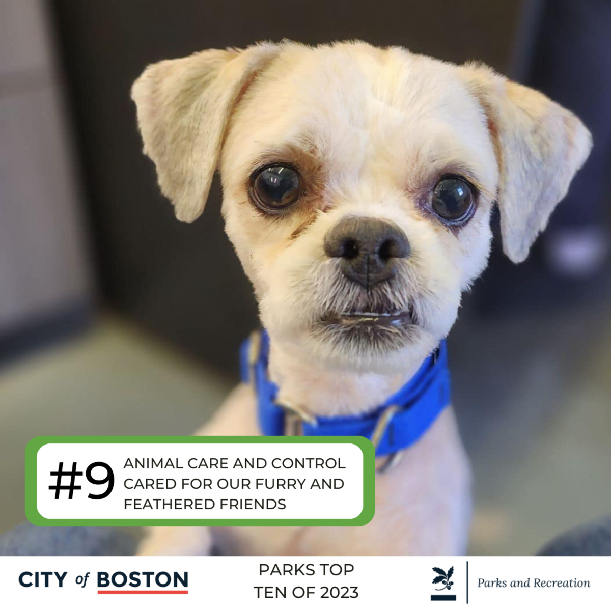 9. ANIMAL CARE AND CONTROL CARES FOR OUR FURRY AND FEATHERED FRIENDS.  Cute dog.