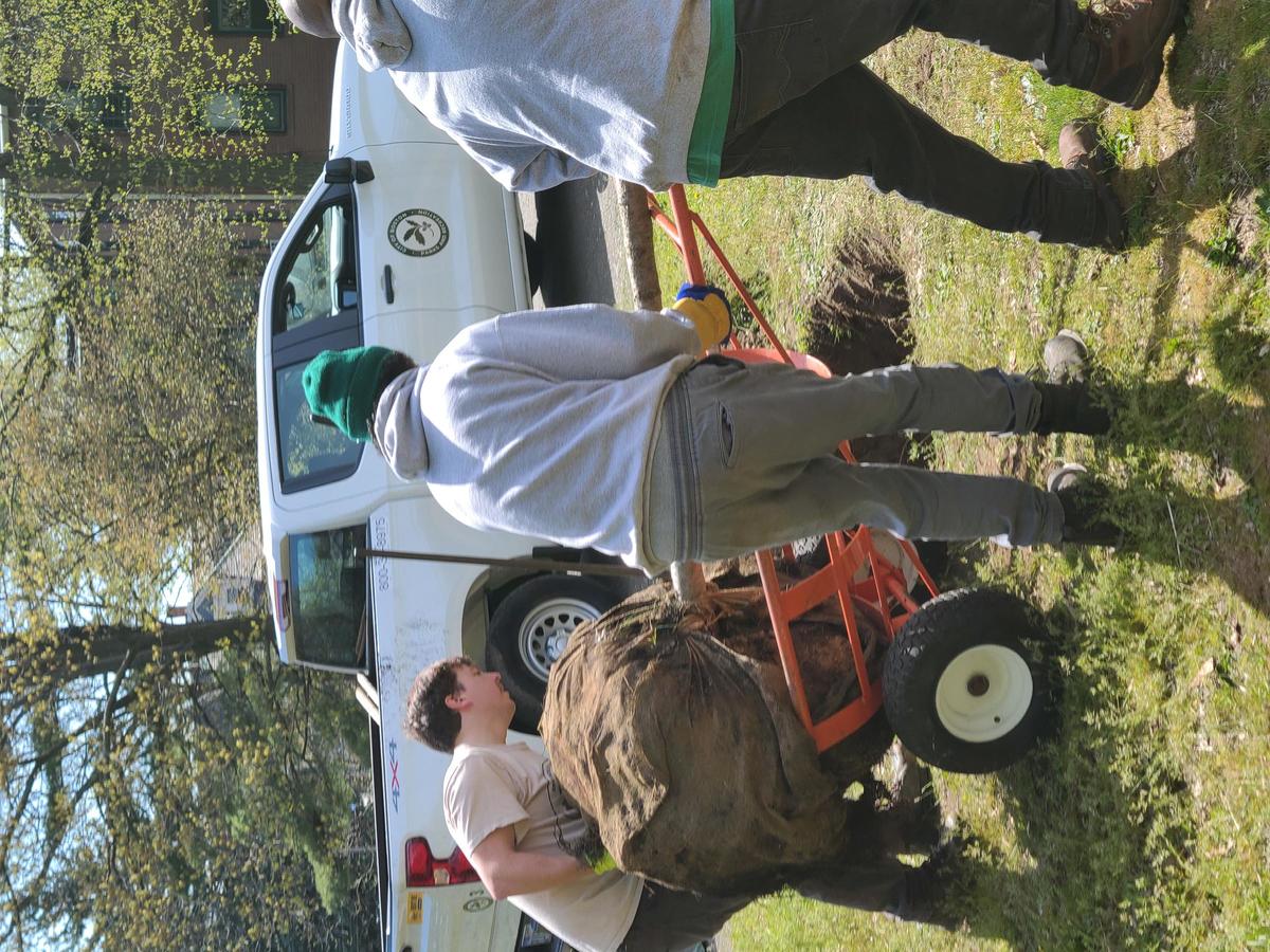Three people wrangle a soon-to-be-planted tree in front of a hole in the ground.