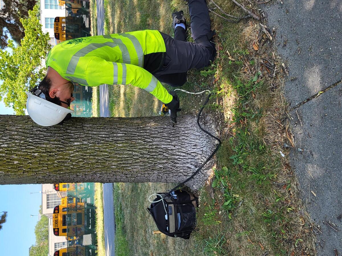 A worker injects a mature ash tree to treat against the invasive Emerald Ash Borer insect.