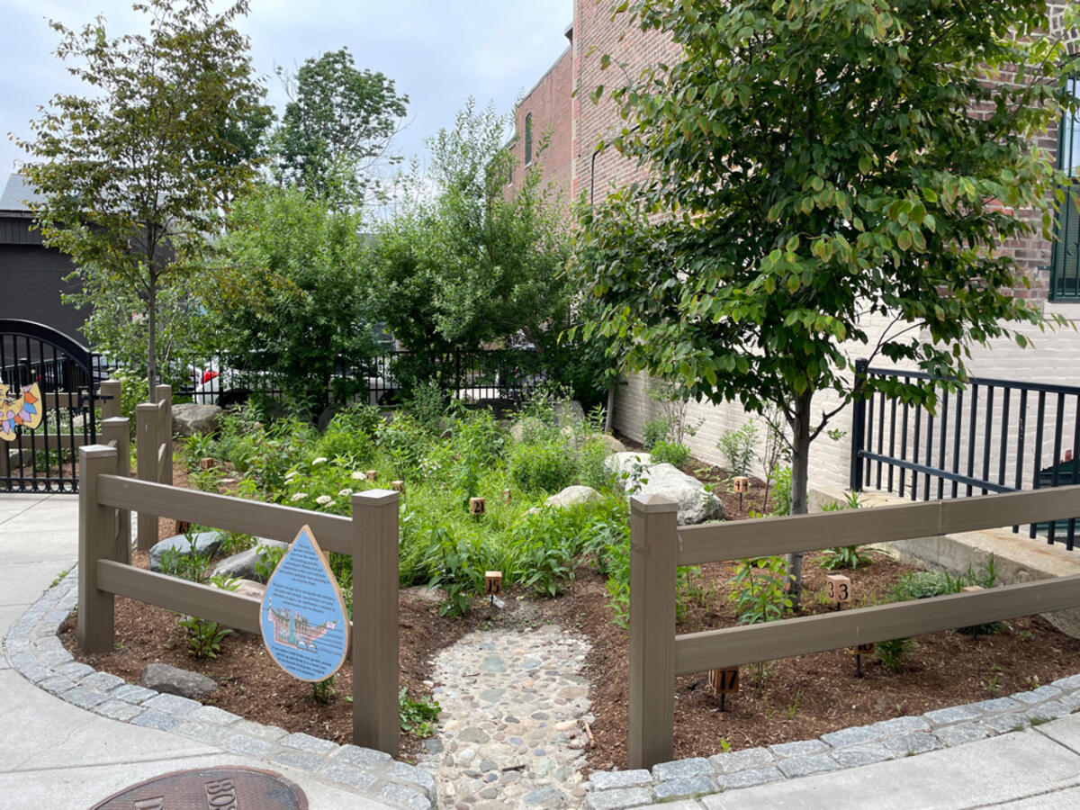Rain Garden Rafael Hernandez School in Roxbury