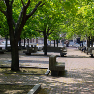 Trees in downtown Boston