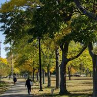 Trees in Boston
