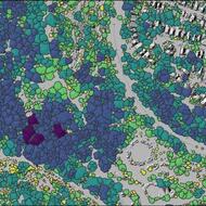 Different colors of polygons representing different height ranges of individual Boston trees.